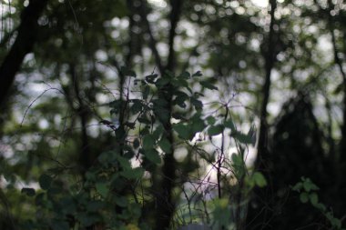 Bir şehir parkında bitki örtüsü