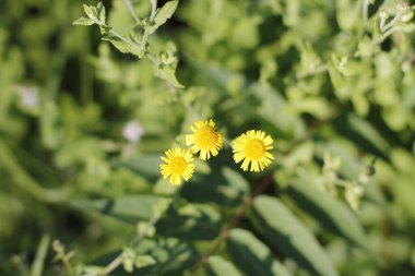 Bir şehir parkında bitki örtüsü