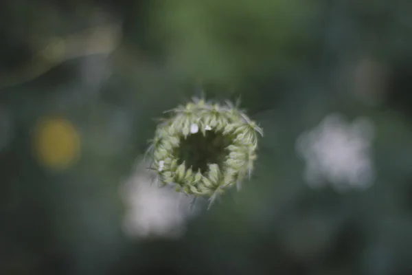 Vegetation Stadspark — Stockfoto