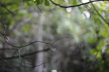 Bir şehir parkında bitki örtüsü