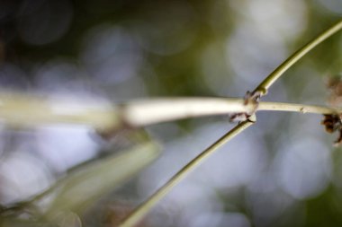 Bir şehir parkında bitki örtüsü