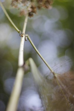 Bir şehir parkında bitki örtüsü