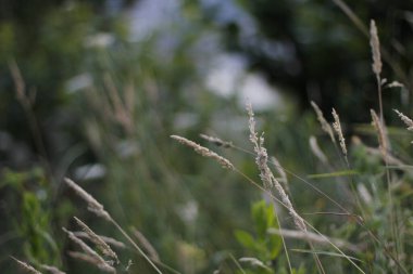 Bir şehir parkında bitki örtüsü