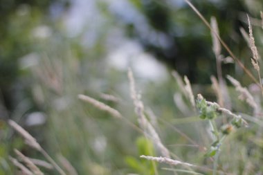 Bir şehir parkında bitki örtüsü