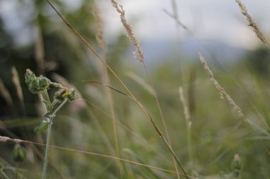 Bir şehir parkında bitki örtüsü