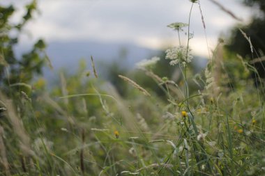 Bir şehir parkında bitki örtüsü