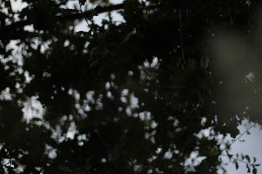 Bir şehir parkında bitki örtüsü