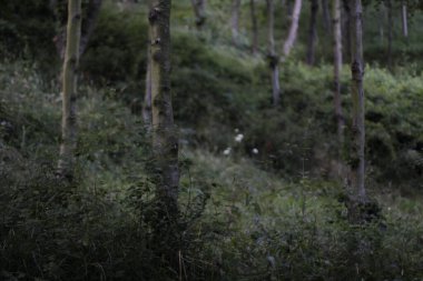 Bir şehir parkında bitki örtüsü