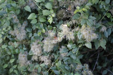 Bir şehir parkında bitki örtüsü