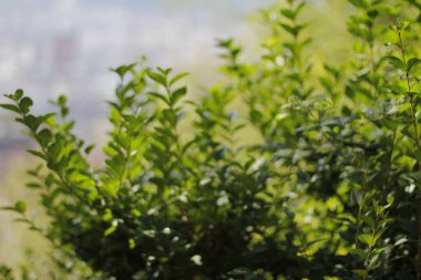 Bir şehir parkında bitki örtüsü