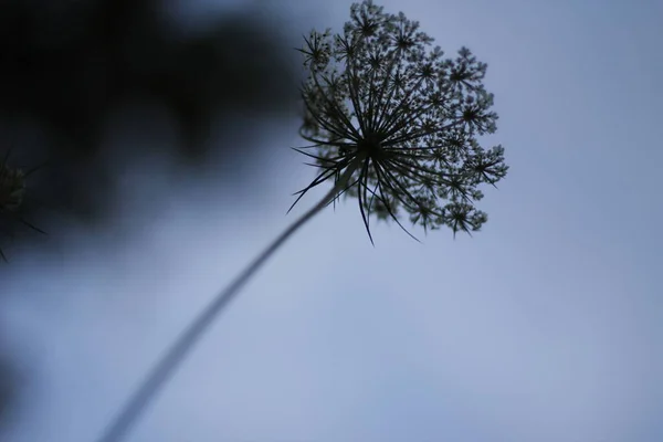 Vegetation Stadspark — Stockfoto