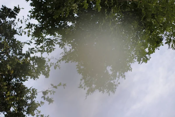 Vegetation Stadtpark — Stockfoto