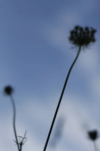 Vegetation Urban Park — Stock Photo, Image