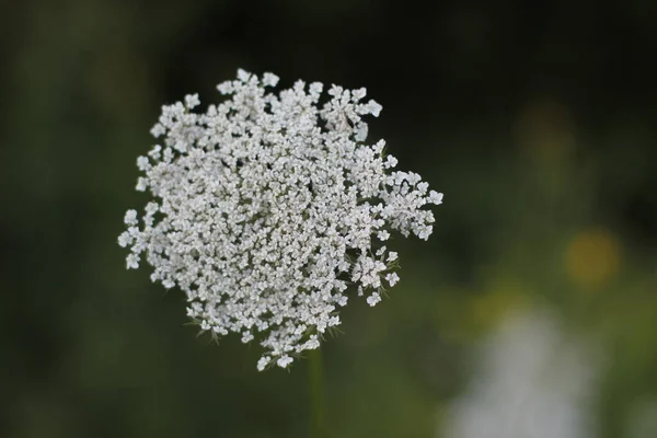 Vegetation Stadtpark — Stockfoto