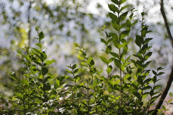 Vegetation Stadtpark — Stockfoto