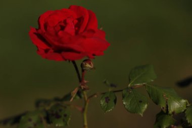 Baharda kırmızı güller