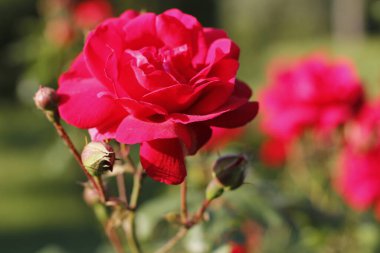 Baharda kırmızı güller