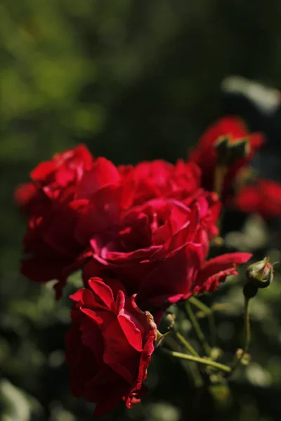 Rosas Rojas Primavera Jardín —  Fotos de Stock