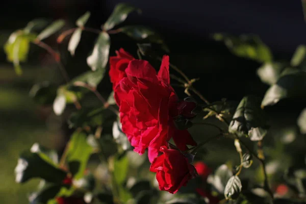 Vårröda Rosor Trädgård — Stockfoto