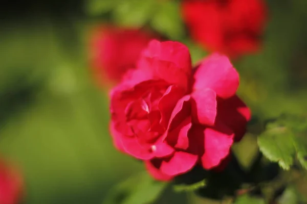Rosas Rojas Primavera Jardín —  Fotos de Stock