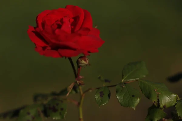 Rosas Rojas Primavera Jardín —  Fotos de Stock