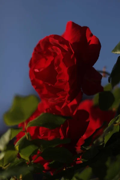 Rosas Rojas Primavera Jardín —  Fotos de Stock