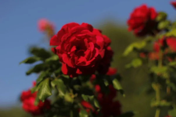 Rosas Rojas Primavera Jardín —  Fotos de Stock