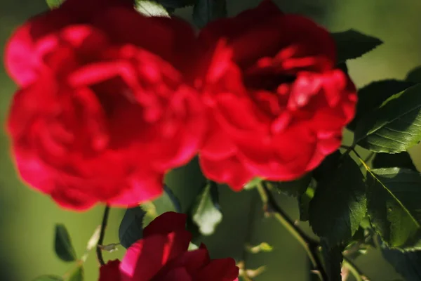 Rosas Rojas Primavera Jardín —  Fotos de Stock