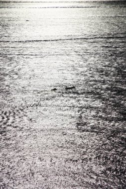 Kürekçiler denizde antrenman yapıyor.