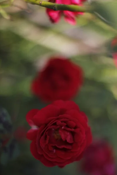 Rosas Rojas Primavera Jardín —  Fotos de Stock