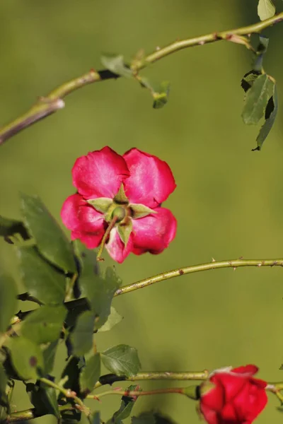 Tavaszi Vörös Rózsák Kertben — Stock Fotó