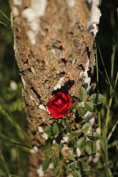 Jarní Rudé Růže Zahradě — Stock fotografie