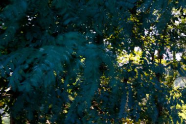 Ormanda yaz bitkileri