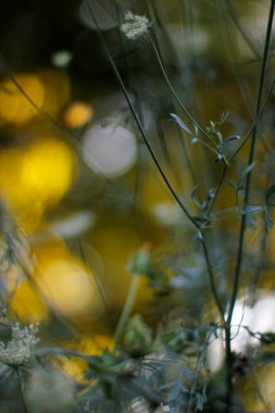 Ormanda yaz bitkileri