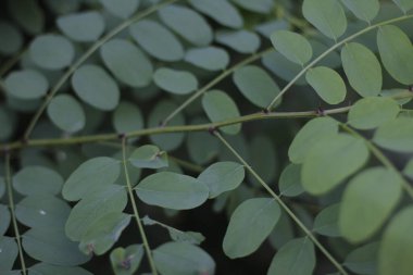 Ormanda yaz bitkileri