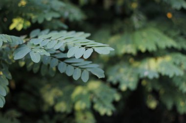 Ormanda yaz bitkileri