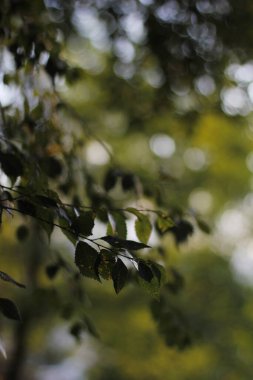 Ormanda yaz bitkileri