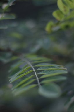 Ormanda yaz bitkileri