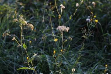 Ormanda yaz bitkileri