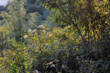 Ormanda yaz bitkileri