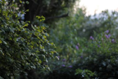 Ormanda yaz bitkileri