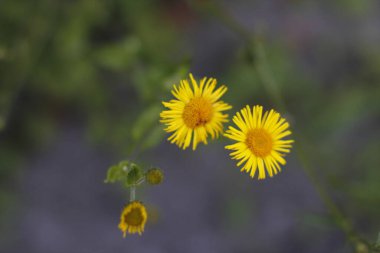 Ormanda yaz bitkileri