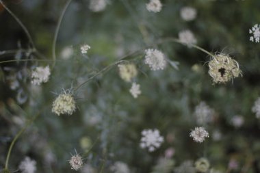 Ormanda yaz bitkileri