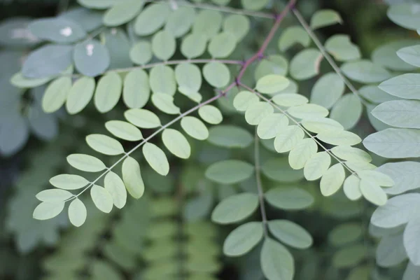 Plantes Été Dans Forêt — Photo