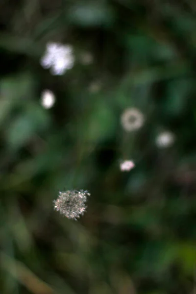 Plantas Verano Bosque — Foto de Stock