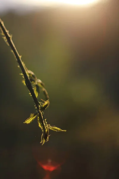 Plantes Été Dans Forêt — Photo