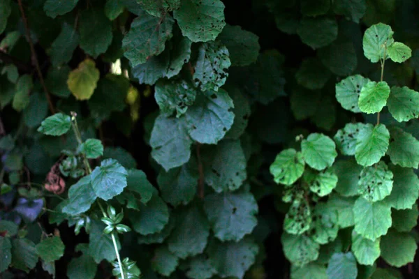 森の夏の植物 — ストック写真
