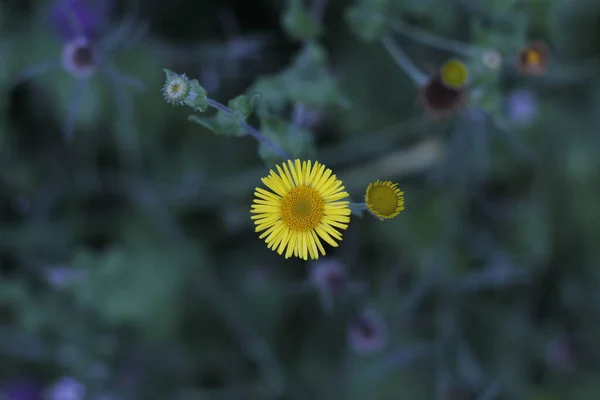 Ormanda Yaz Bitkileri — Stok fotoğraf