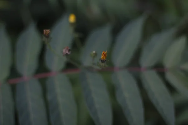 Piante Estive Nella Foresta — Foto Stock