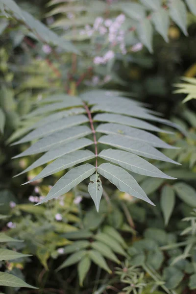 森の夏の植物 — ストック写真